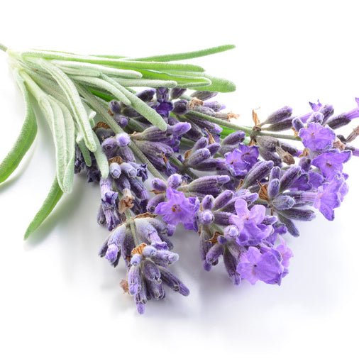 Lavender Essential Oil and Its Uses