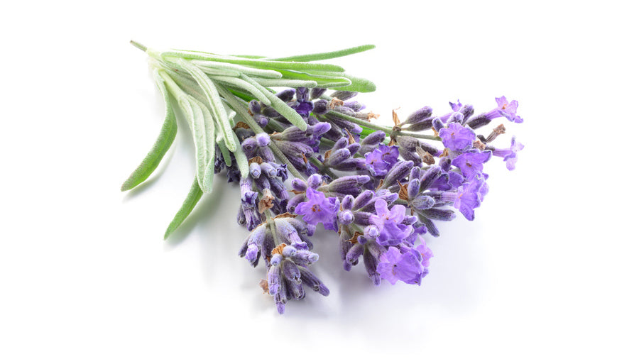 Lavender Essential Oil and Its Uses