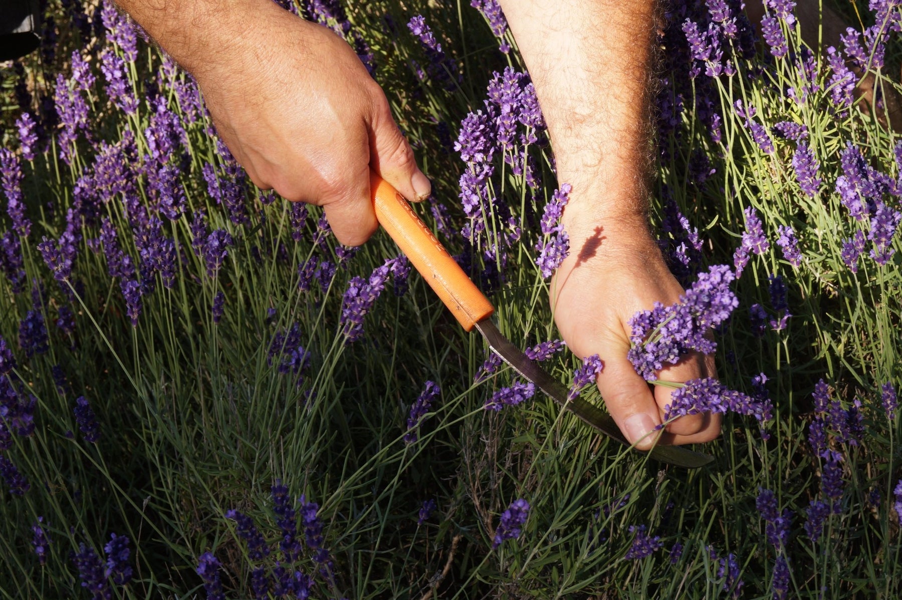 Harvesting Lavender In our Garden - Essential Aura Aromatics