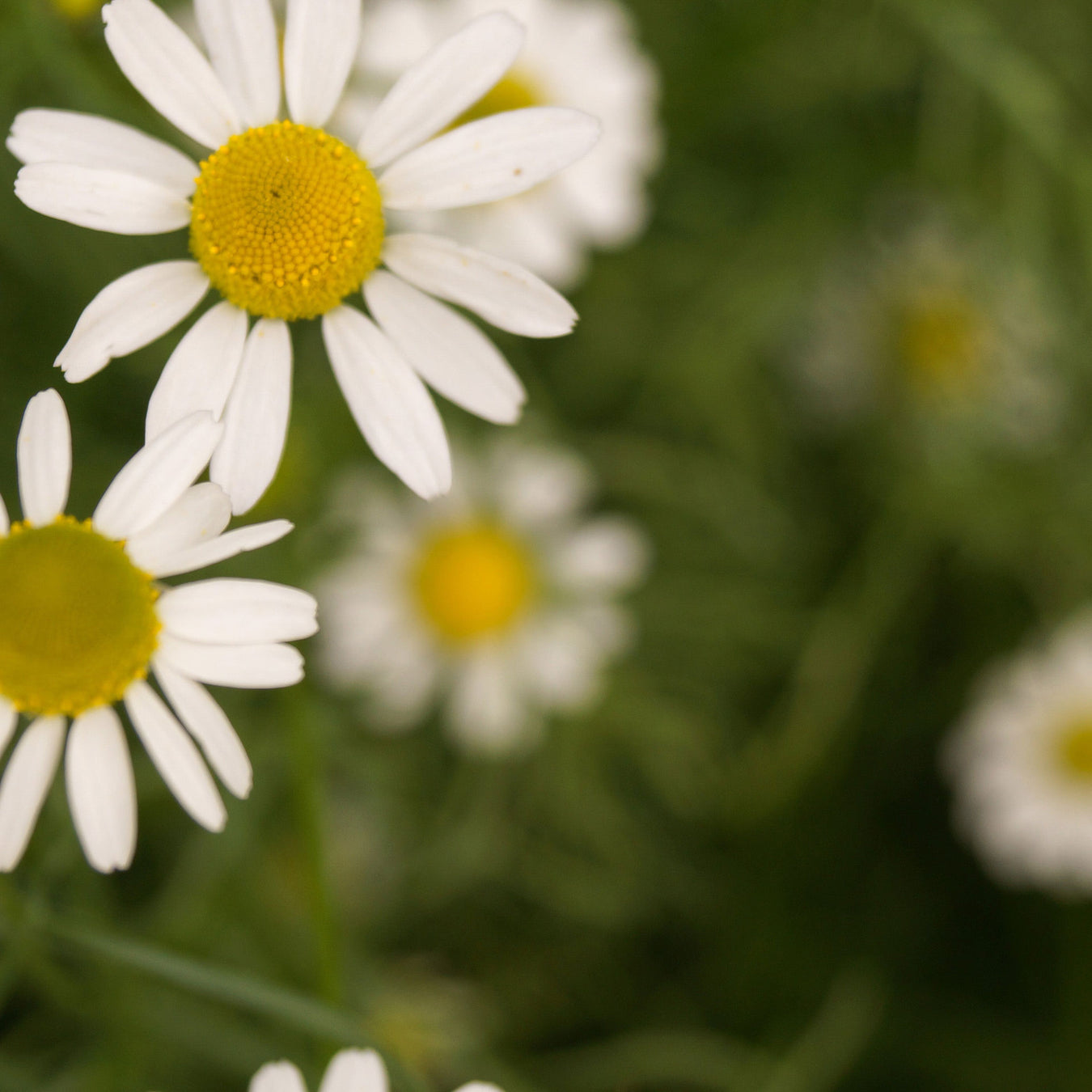 german chamomile flowers grown on a regenerative organic farm and distilled by essential aura for hydrosols