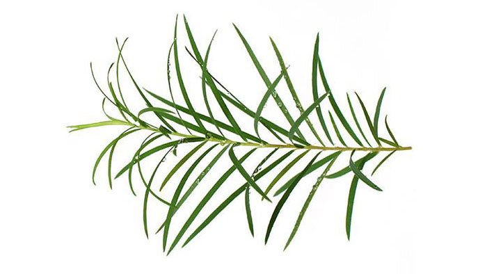 All About Tea Tree Essential Oil - Essential Aura Aromatics