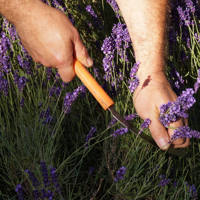 Harvesting Lavender In our Garden - Essential Aura Aromatics