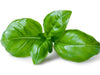 Organic sweet basil fresh leaves