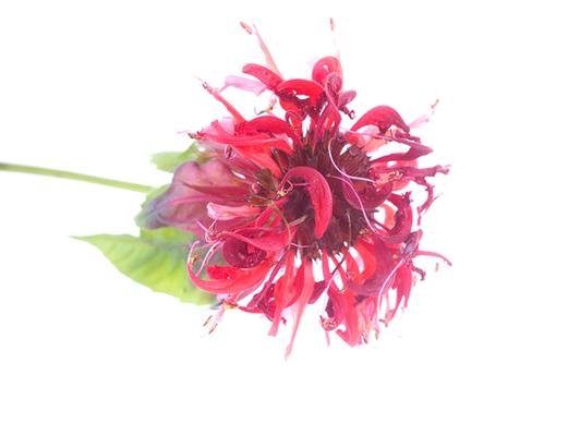 BULK Monarda Essential Oil - Essential Aura Aromatics85g - 3oz