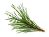 BULK Pine, Scotch Essential Oil, Organic - Essential Aura Aromatics85g - 3oz