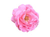 BULK Rose Otto 10% Essential Oil, Organic - Essential Aura Aromatics85g - 3oz