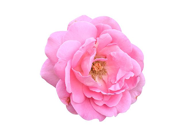 BULK Rose Otto Essential Oil, Organic - Essential Aura Aromatics85g - 3oz