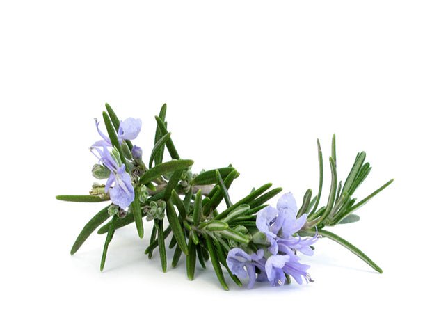 BULK Rosemary, Cineole Essential Oil, Organic - Essential Aura Aromatics85g - 3oz