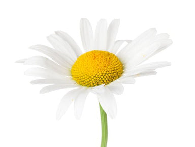 Roman Chamomile fresh flower