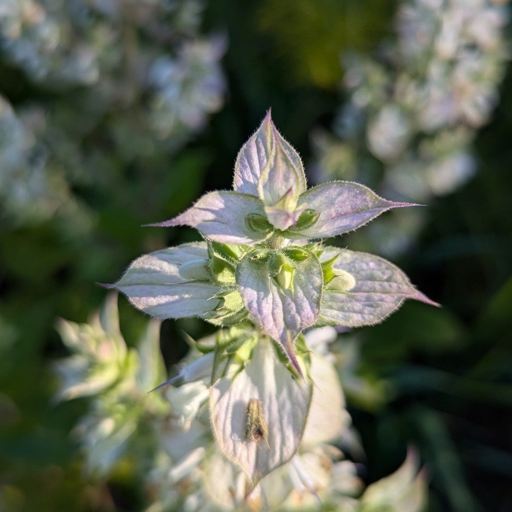 fresh clary sage flower in full bloom