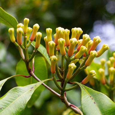 organic green clove buds on the tree