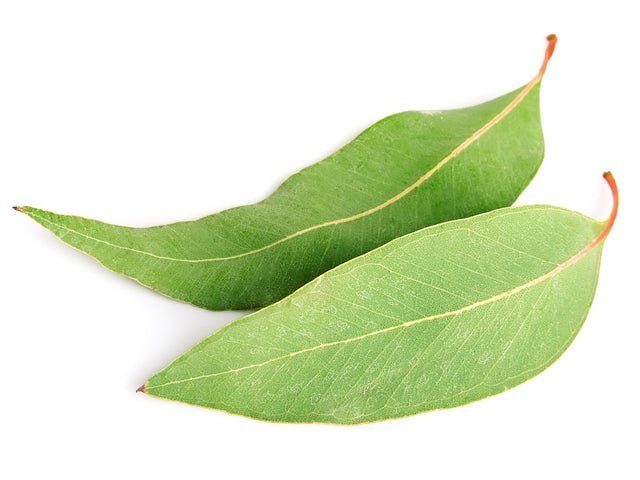 Eucalyptus, Globulus Essential Oil - Essential Aura Aromatics10ml - 1/3oz