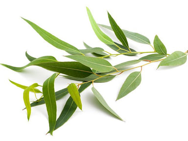 Fresh organic eucalyptus radiata leaves