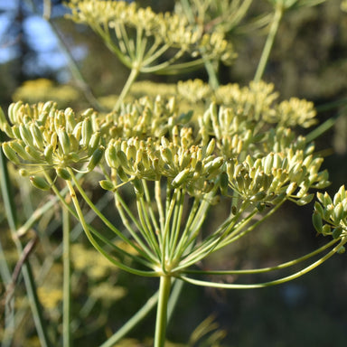 Fennel Essential Oil - Essential Aura Aromatics10ml - 1/3oz