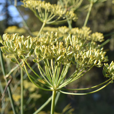 organic fennel plant top with green seeds forming