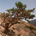 wild  frankincense tree in Oman