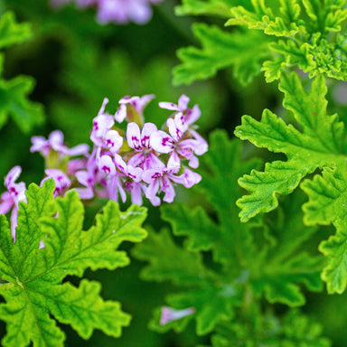 fresh geranium leaves and flowers