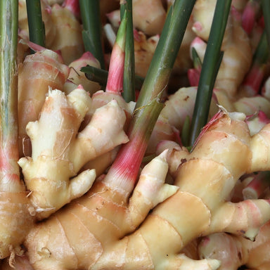 fresh organic ginger root with plant stems attached