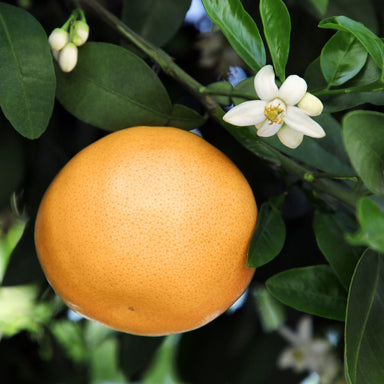 Fresh organic grapefruit on the tree with flowers blooming