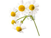 Fresh organic German chamomile flowers