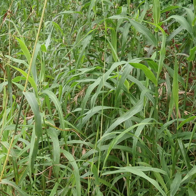 organic fresh palmarosa grass