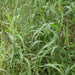 organic fresh palmarosa grass