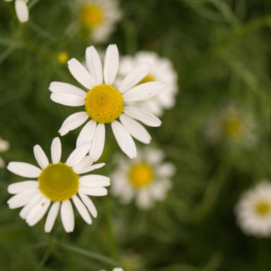 fresh organic german chamomile flowers