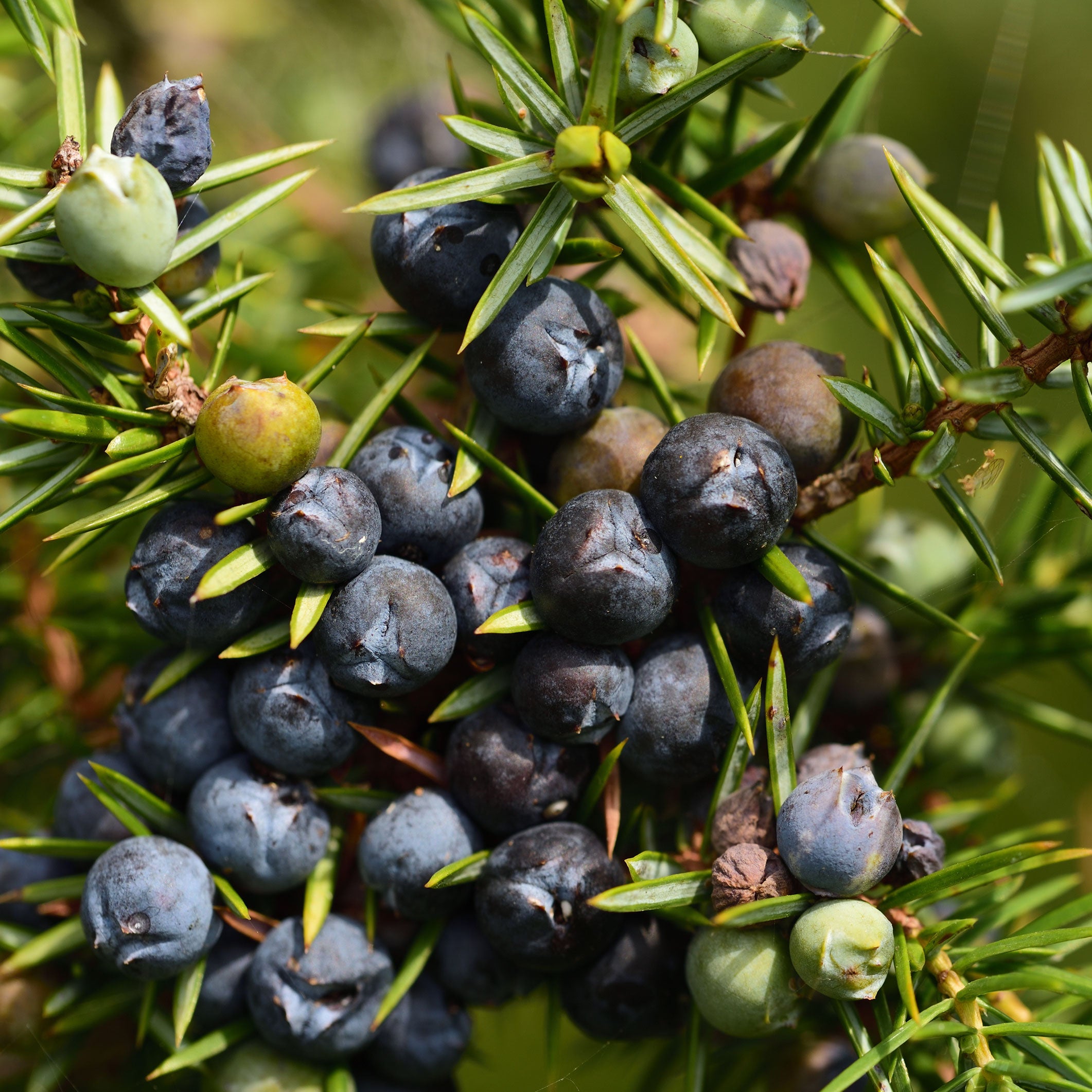 fresh organic juniper berries and needles on the tree