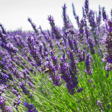 lavandin flowers in bloom with bees