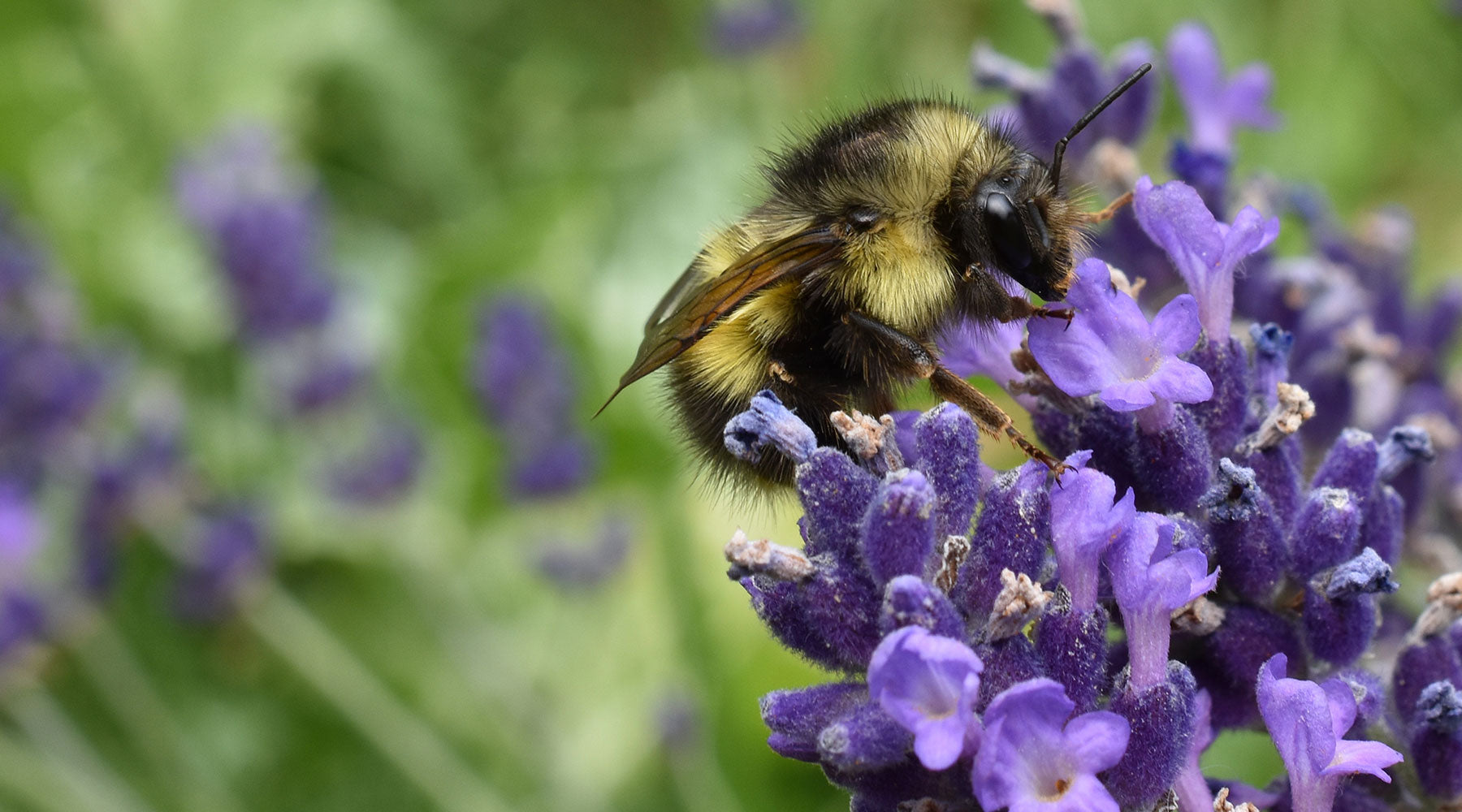 close up of a bee on a lavender bud on a regenerative farm