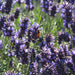 Lavender Essential Oil - Essential Aura Aromatics10ml - 1/3oz