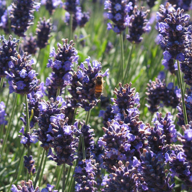 lavender flowers in full bloom with bee