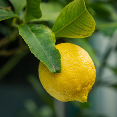 Fresh organic lemon on the tree