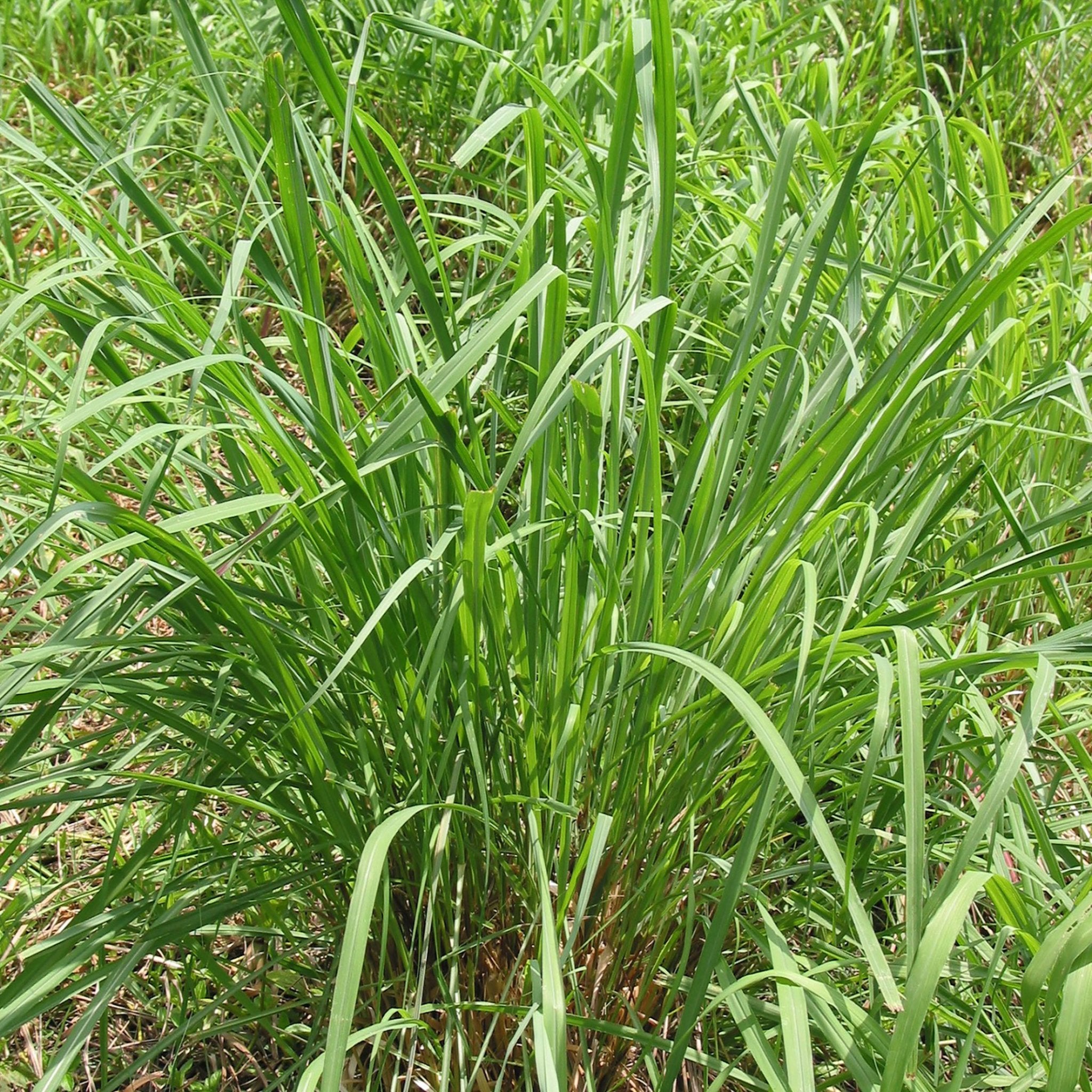 organic lemongrass plant