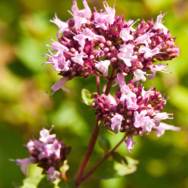 close up of a marjoram plant in bloom