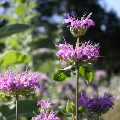 Monarda flowers in bloom