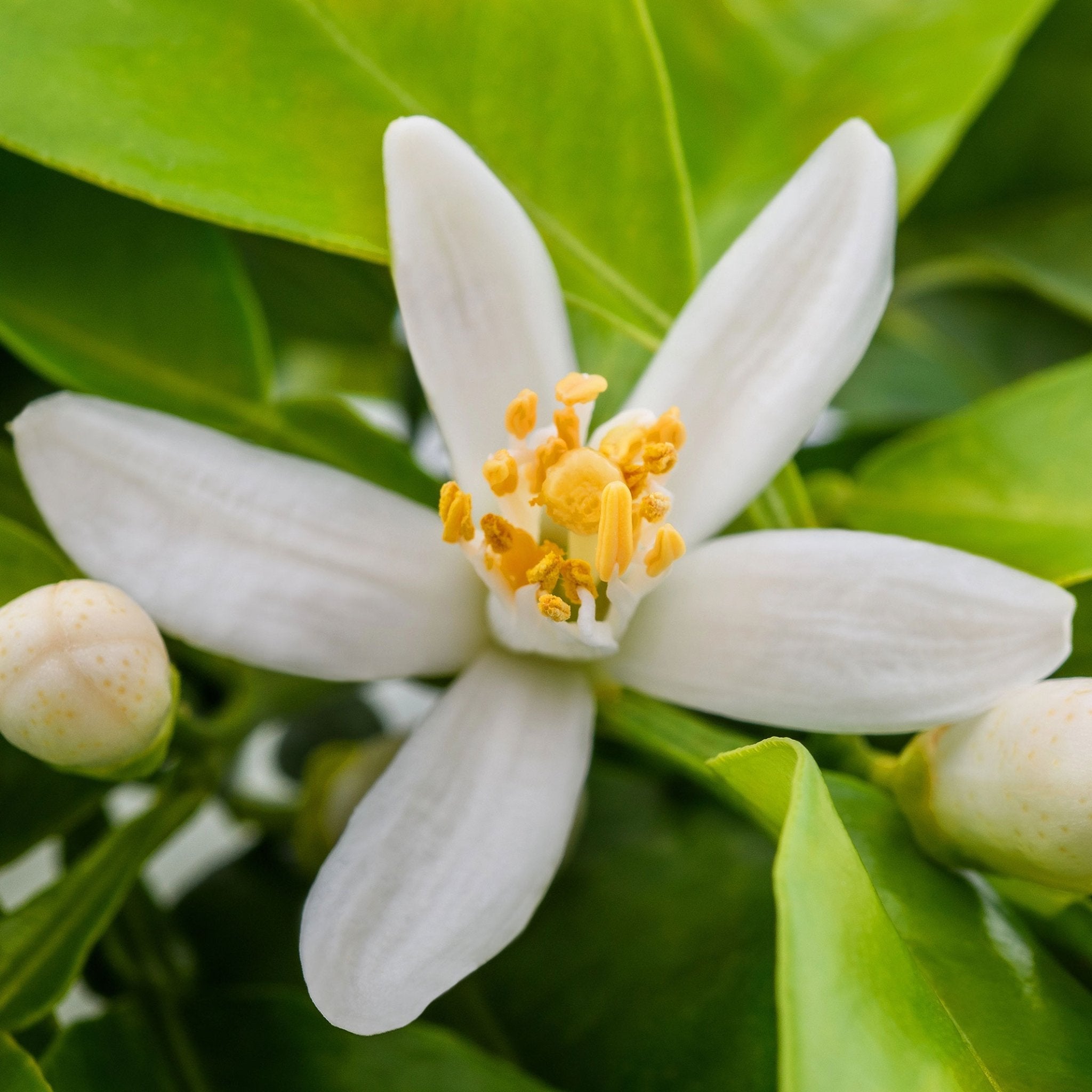 Neroli 10% Essential Oil - Essential Aura Aromatics10ml - 1/3oz