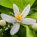 Neroli 10% Essential Oil - Essential Aura Aromatics10ml - 1/3oz