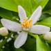 organic neroli flower in full bloom