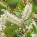 Organic niaouli flowers and leaves