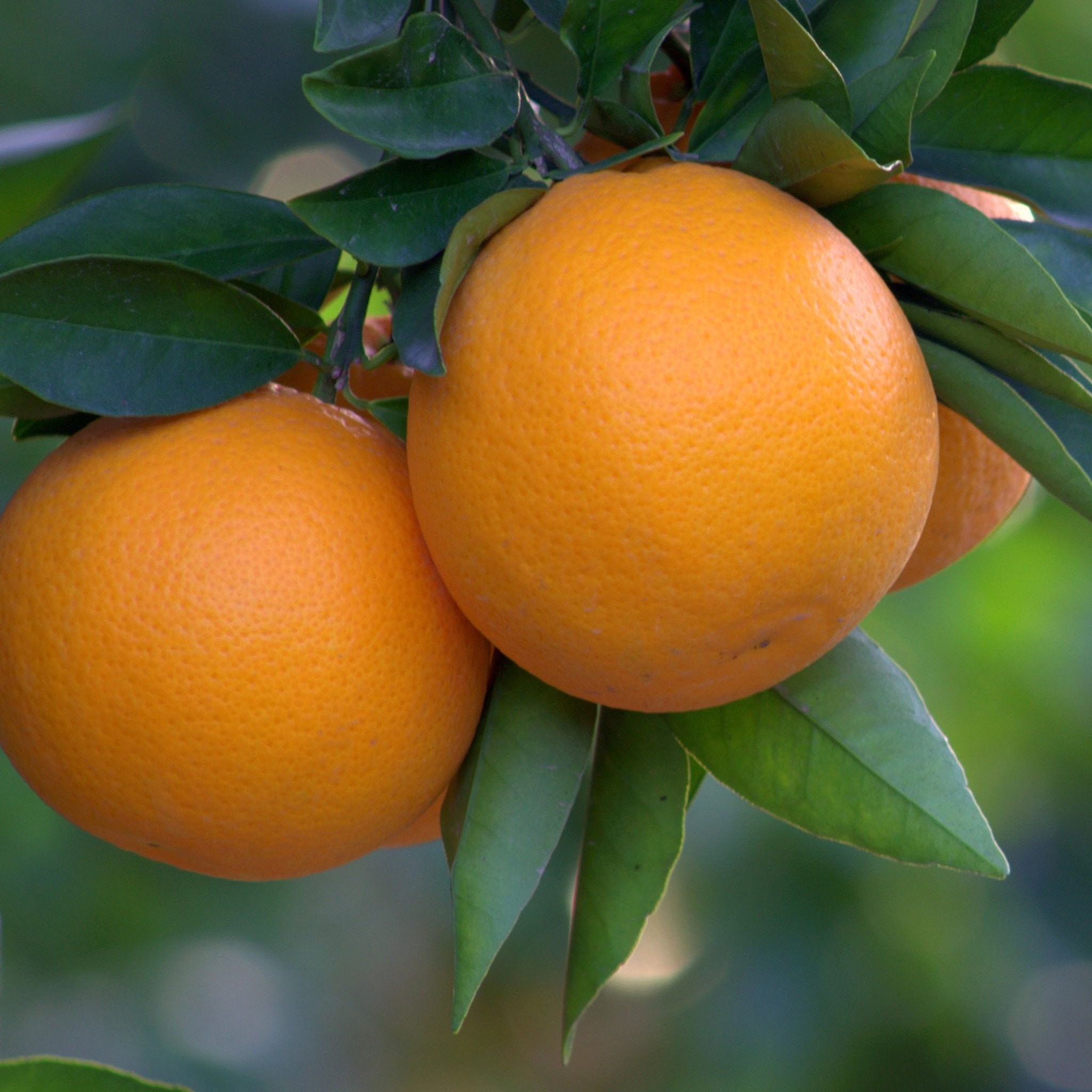 Organic orange fruit on tree