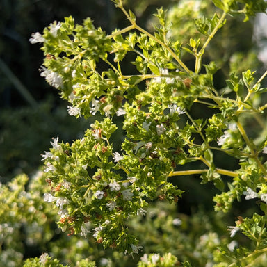 organic oregano flowers and plant