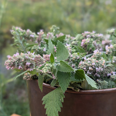 fresh catnip flowering tops in copper still for distillation