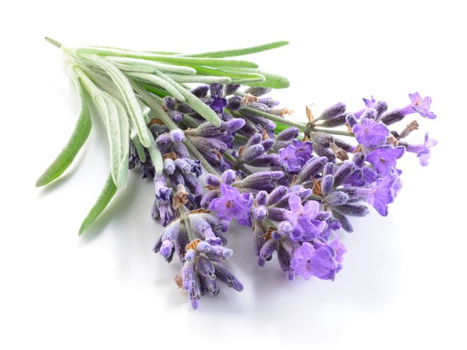 fresh organic lavender flowers on white background