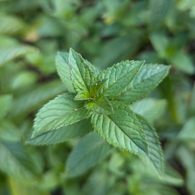 fresh organic peppermint leaves