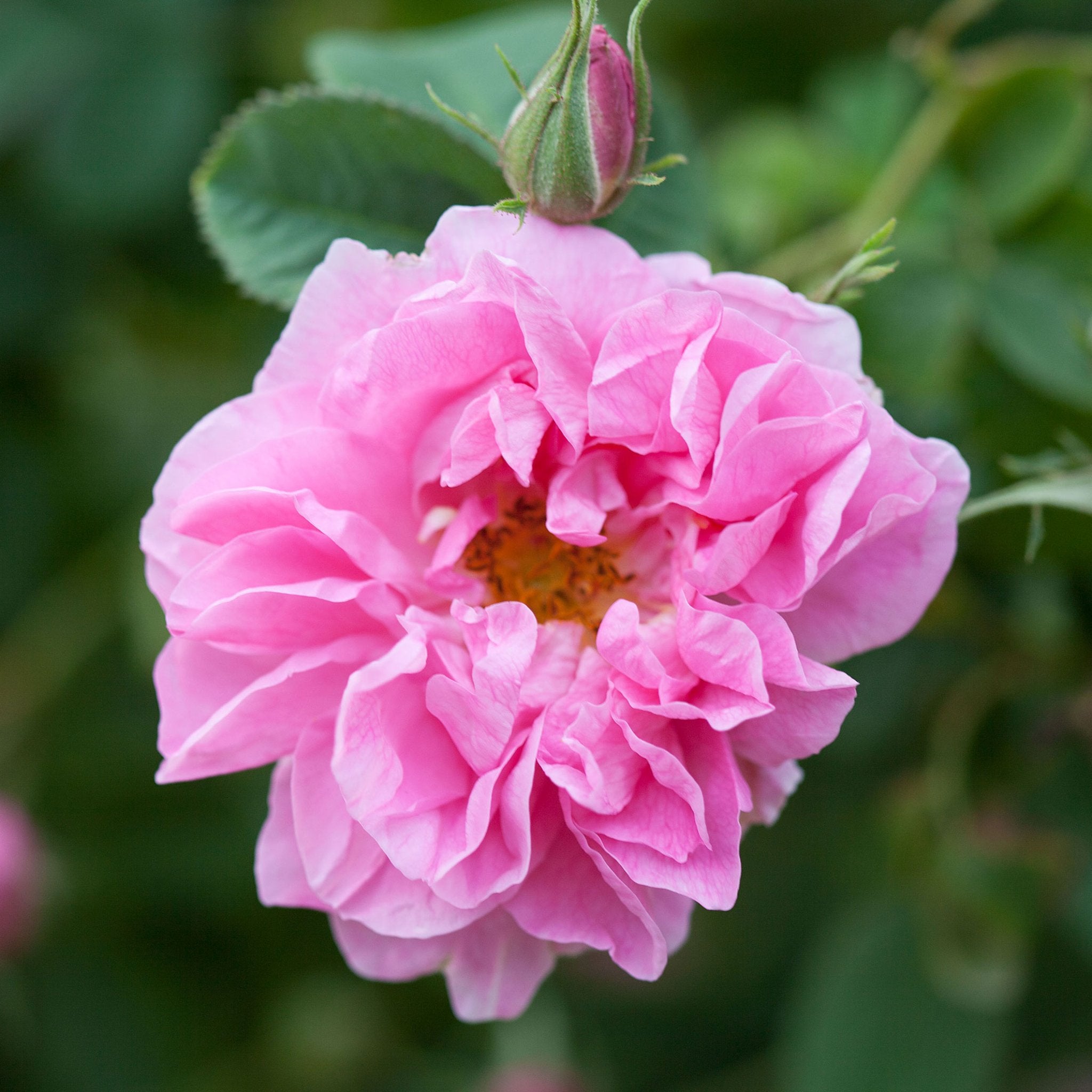 organic rose damascena flower in full bloom