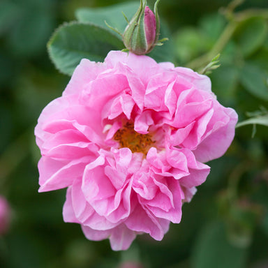 organic rose damascena flower in full bloom