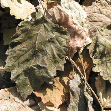 dried patchouli leaves for ready distillation