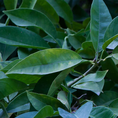 fresh bitter orange leaves for petitgrain distillation