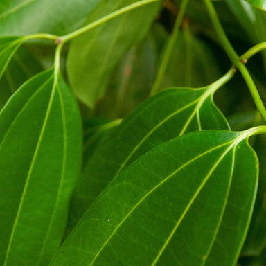 Fresh organic ravintsara leaves